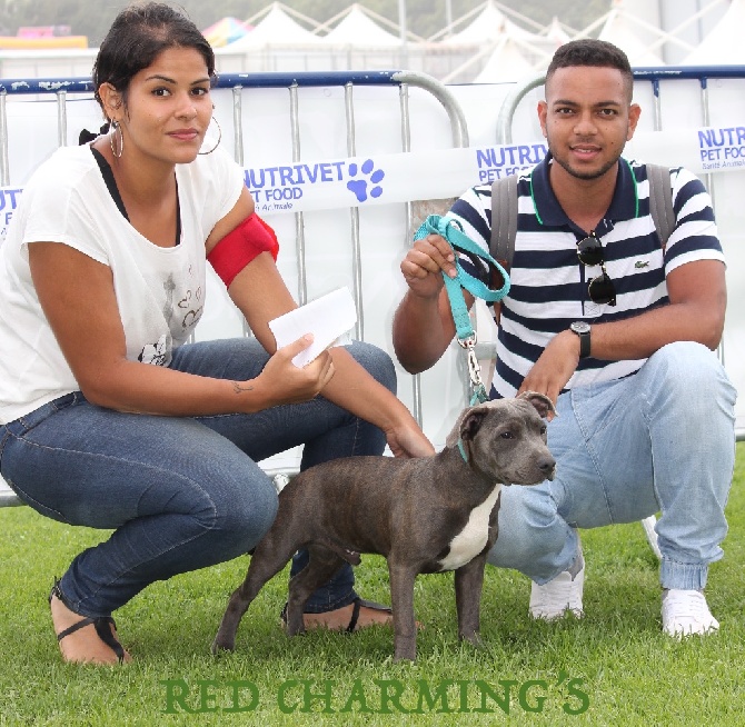 Red charming's - exposition canine nationale 2016