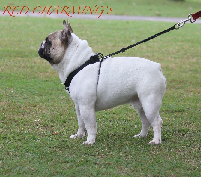 Red charming's - red charming's jeeps