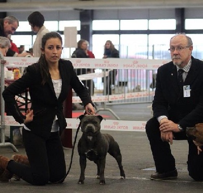 Red charming's - CACIB BORDEAUX 2013