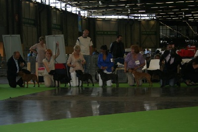 Red charming's - World dog show 2011 Paris