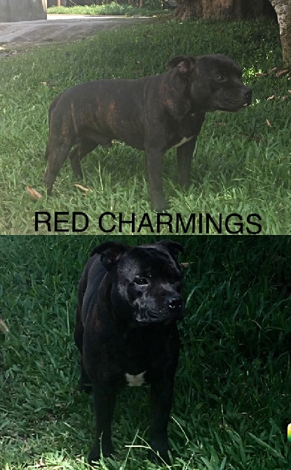 Red charming's - Red Charmings loni