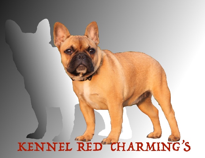 Red charming's - Plus de chiot disponible 