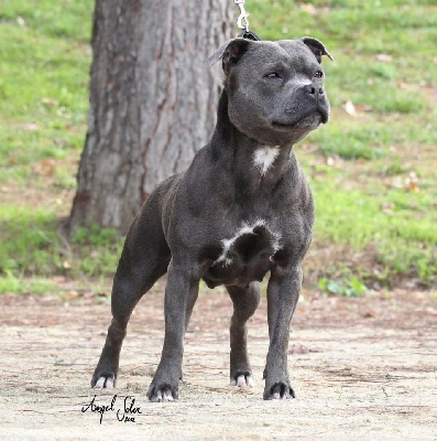 Red charming's - National DOG show valencia 2012