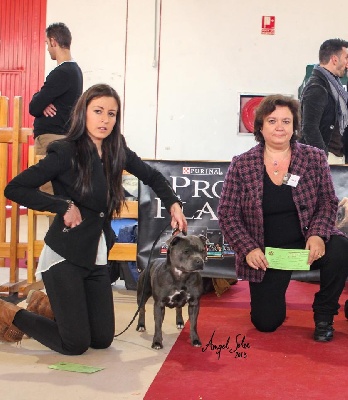 Red charming's - National Dog Show Granada 2013