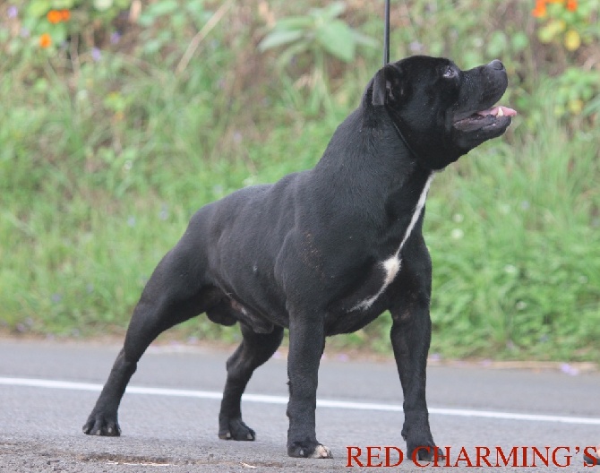 Red charming's - red charming's icar