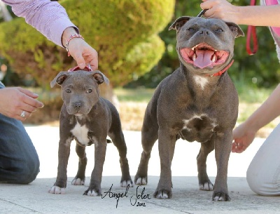 Red charming's - National Dog Show Murcia 2012