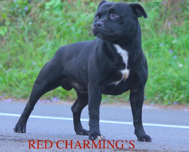 Icar Red charming's