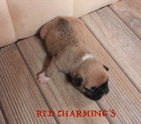 RED CHARMING'S LENTO