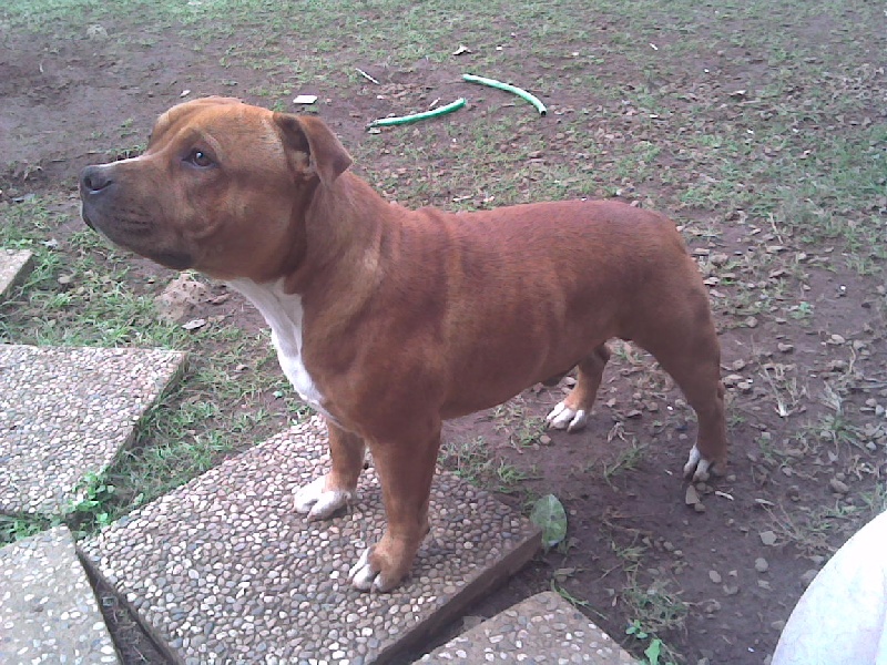 Red charming's Djax