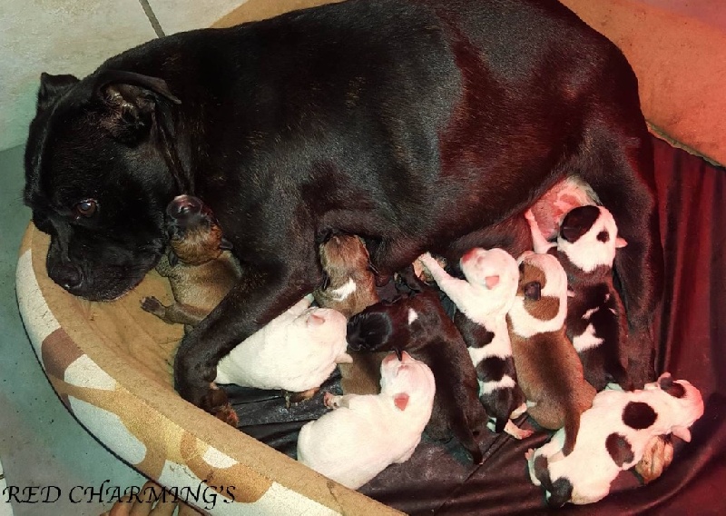 Red charming's - Staffordshire Bull Terrier - Portée née le 20/04/2016
