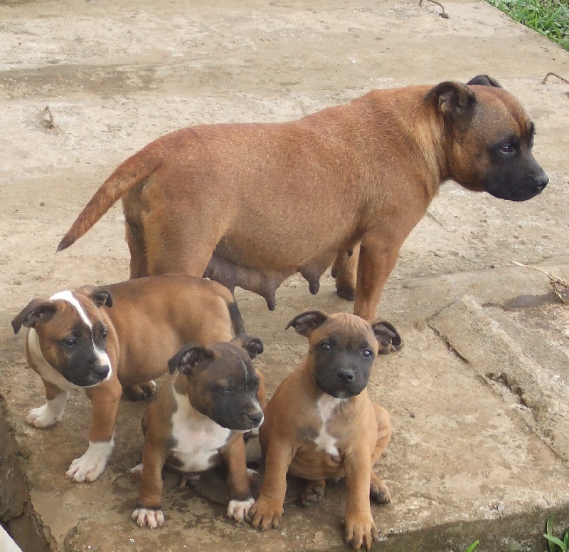 Red charming's - Staffordshire Bull Terrier - Portée née le 04/04/2011