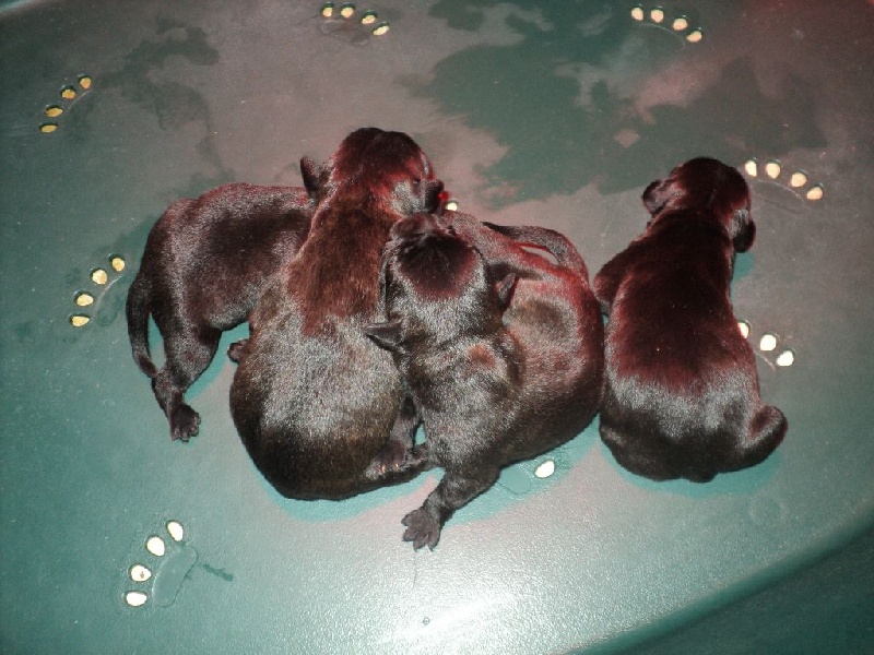 Red charming's - Staffordshire Bull Terrier - Portée née le 25/01/2016